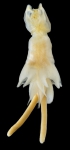 Lernanthropus gnathanodontus female