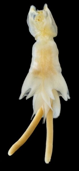 Lernanthropus gnathanodontus female Lernanthropus gnathanodontus female