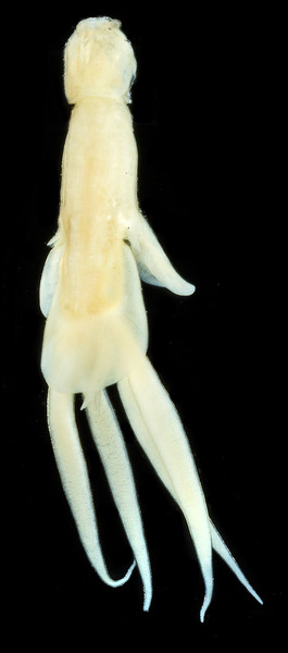 Lernanthropus elegans female Lernanthropus elegans female