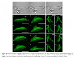 Platonova magna Spicules