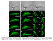 Platonova magna Spicules