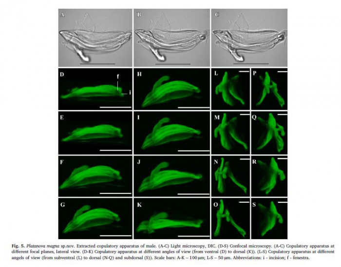 Platonova magna Spicules