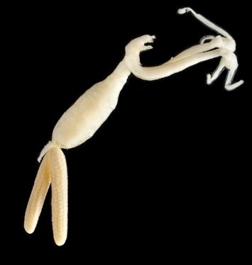 Schistobrachia ramosa adult female Schistobrachia ramosa adult female