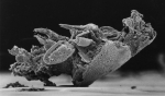 Kabatarina patersoni Holotype female