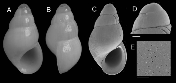 Onoba goyoi Utrilla, Urra & Gofas, 2020Holotype from Gazul Mud Volcano, Gulf of Cádiz (actual size 2.15 mm).