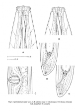 Aporcelaimus caesar