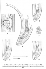 Epacrolaimus declinatoaculeatus