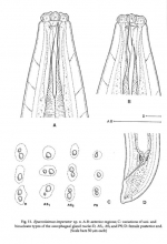 Epacrolaimus imperator