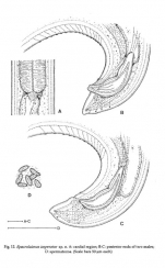 Epacrolaimus imperator