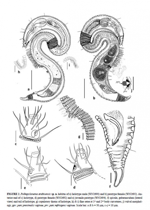 Polkepsilonema arabicensis 