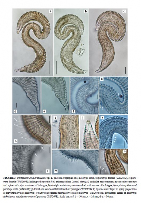 Polkepsilonema arabicensis 