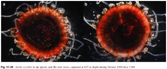 Atolla_wyvillei_Lindsayetal2015_Fig51.30