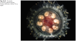 Periphylla_periphylla_Lindsayetal2015_Fig51.31