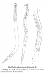 Sphaerolaimus gracilis