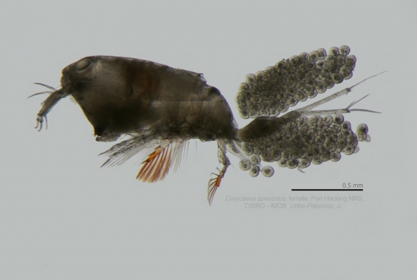 Corycaeus speciosus female Corycaeus speciosus female