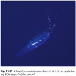 Hydrozoa
