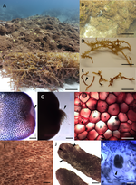 Morphological features of Chondria tumulosa sp.nov.