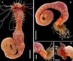 Loimia borealis Wang, Sui, Qi & Li, 2020; original figure: fig. 1 A-D