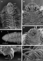 Aricidea (Acmira) anusakdii Plathong, Hernández-Alcántara, Harris & Plathong, 2020; original figure: Fig. 2