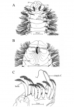 Aricidea (Acmira) anusakdii Plathong, Hernández-Alcántara, Harris & Plathong, 2020; original figure: Fig. 4