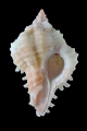 Chicoreus thomasi, author: Houart, Roland