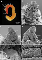 Aricidea (Aricidea) thammapinanae Plathong, Hernández-Alcántara, Harris & Plathong, 2020; original figure: Fig. 6