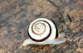 Heterobranchia
