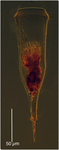 Protists