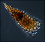 Protists