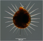 A deep sea phaeogromid: Challengeron channeri (Murray, 1885)