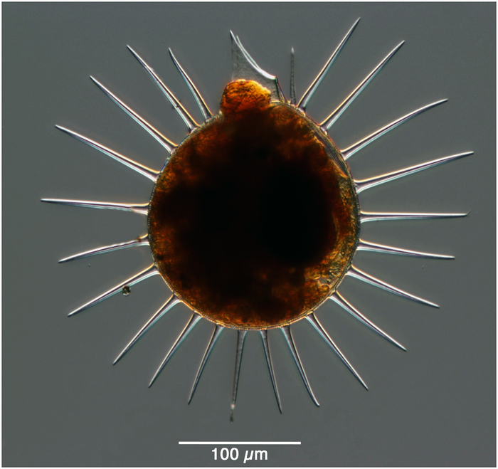 A deep sea phaeogromid: Challengeron channeri (Murray, 1885)