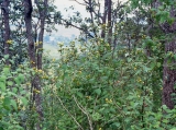 Verbesina strotheri, habit, author: Panero, Jose L.