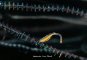 Ctenophoricola rousei, author: Leopoldo Moro-Abad