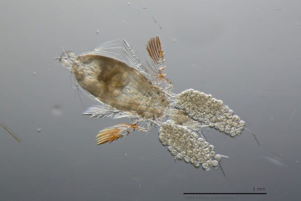 Corycaeus speciosus female Corycaeus speciosus female