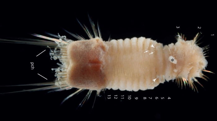 Mauretanaspis longichaeta holotype [CC BY 4.0, EJT]