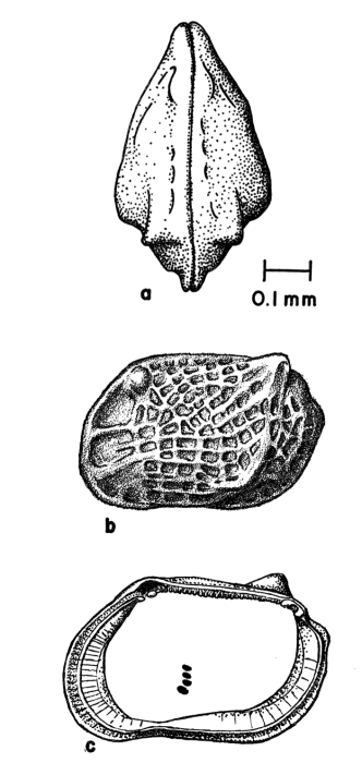 Loxocorniculum from Benson &amp; Coleman, 1963 (Fig. 24)