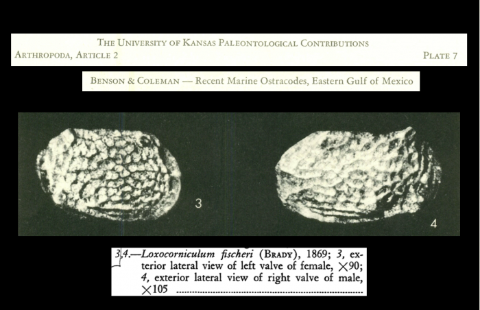 Loxocorniculum from Benson & Coleman, 1963; Pl. 7.3-7.4