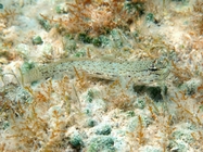 Gobius bucchichi