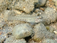 Gobius bucchichi (juvenile)