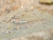 Gobius bucchichi (juvenile)