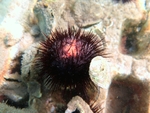 Echinoidea (sea urchins)