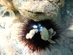 Echinoidea (sea urchins)