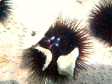 Paracentrotus lividus (male), author: Pillon, Roberto