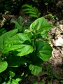 Baccharis debilis Rusby, author: Heiden, Gustavo