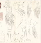 Miracia gracilis Mrázek, A. (1895).