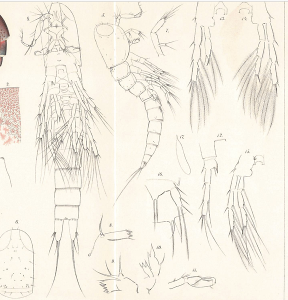 Miracia gracilis Mrázek, A. (1895). Miracia gracilis Mrázek, A. (1895).