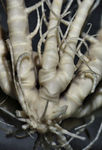 Crinoidea (sea lilies and feather stars)