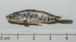 Spotted Stickleback - Gasterosteus wheatlandi