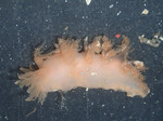 Nudibranch