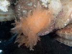 Nudibranch